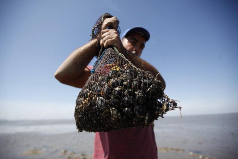 APREENDIDAS MAIS DE DUAS TONELADAS DE BIVALVES EM VIANA DO CASTELO