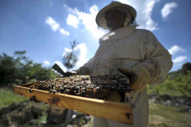 APICULTORES DO CARAMULO FAZEM FESTA DO MEL, APESAR DE SER “PIOR ANO DE PRODUÇÃO”