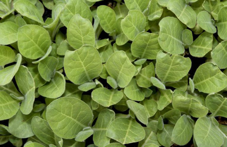 ONG PREOCUPADA COM CULTIVO DE ORGANISMOS GENETICAMENTE MODIFICADOS NA GUINÉ-BISSAU