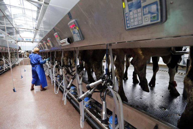 PRODUTORES DE LEITE PEDEM INTERVENÇÃO DE BRUXELAS PARA REGULAR CONTRATOS NO SETOR