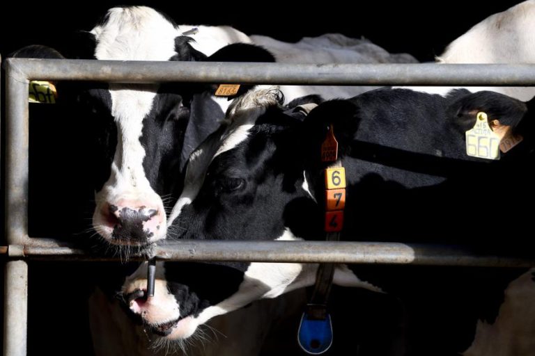 PRODUTORES DE LEITE LAMENTAM REDUÇÃO DO PREÇO E APELAM A REFLEXÃO E AÇÃO DE LUTA