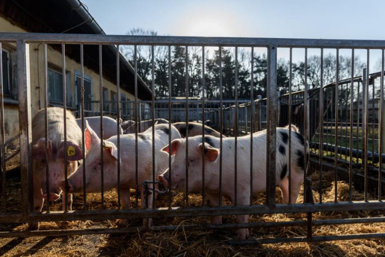 CHINA DETETA QUINTO CASO DE PESTE SUÍNA