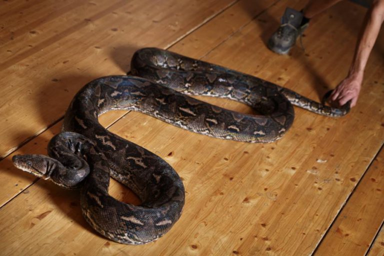 GNR APREENDE 37 RÉPTEIS NUMA HABITAÇÃO NO MONTIJO