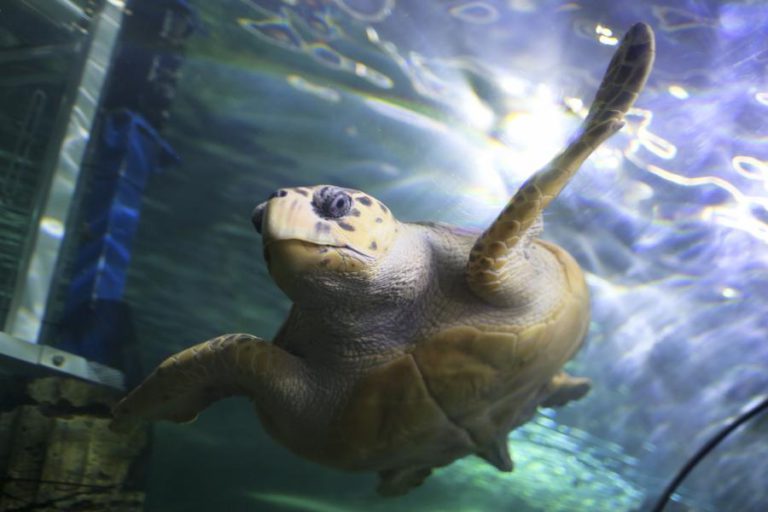 MAIS DE UMA CENTENA DE TARTARUGAS MORTAS DÃO À COSTA NO MÉXICO