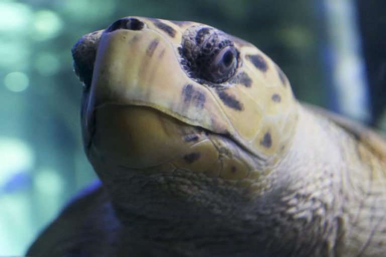 GUINÉ-BISSAU TEM CINCO DAS SETE ESPÉCIES DE TARTARUGAS MARINHAS EXISTENTES NO MUNDO