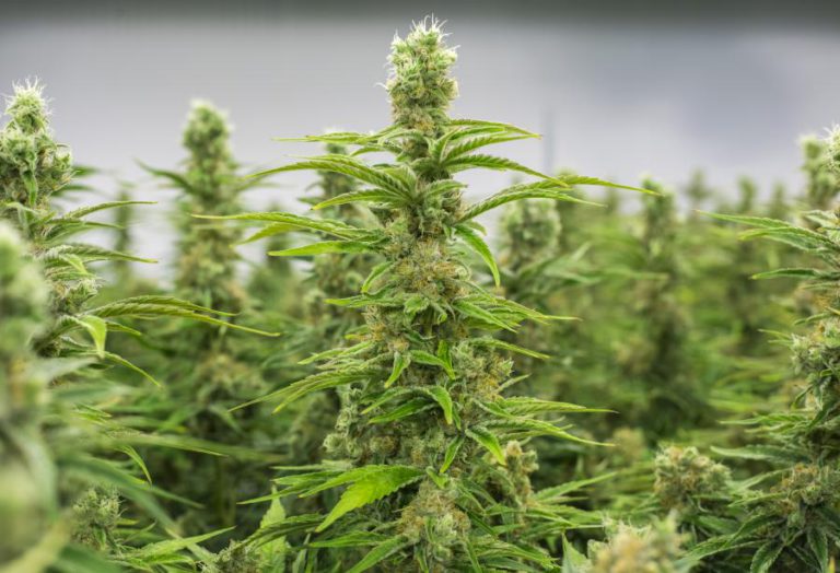 ILLINOIS PROMOVE CANÁBIS PARA FINS MEDICINAIS COMO ALTERNATIVA AOS ANALGÉSICOS
