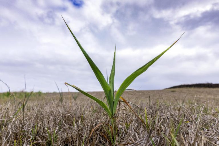 BRUXELAS ANTECIPA PAGAMENTOS DIRETOS AOS AGRICULTORES DEVIDO À SECA