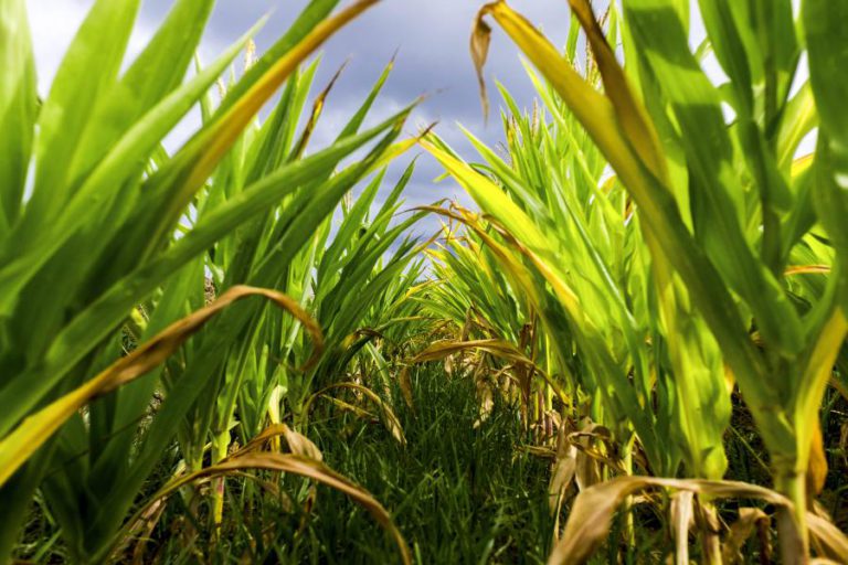 GOVERNO MOÇAMBICANO APROVA 4,9 MILHÕES DE EUROS PARA PESQUISA DE CULTIVO DE MILHO