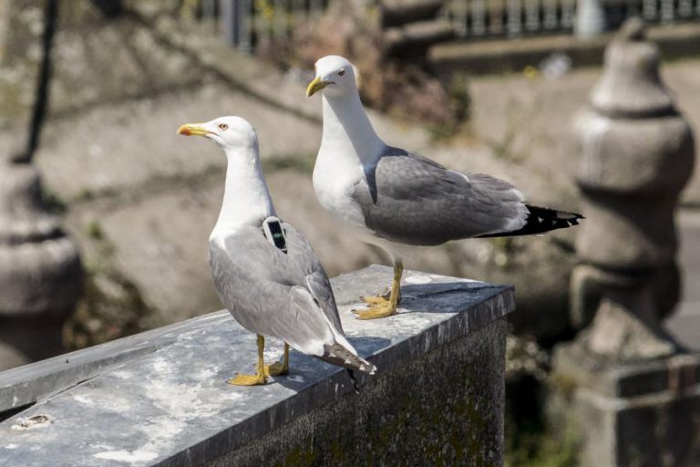 GAIVOTAS SÃO PROBLEMA DE SAÚDE PÚBLICA E É PRECISO PREVENIR, ALERTA ESPECIALISTA