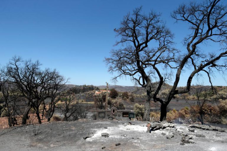 DOIS TERÇOS DO MEDRONHAL DESTRUÍDO EM MONCHIQUE