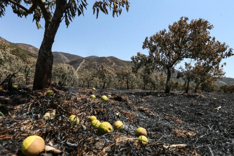 MONCHIQUE QUER PLANO DE REORDENAMENTO ECONÓMICO DEFINIDO ATÉ DEZEMBRO