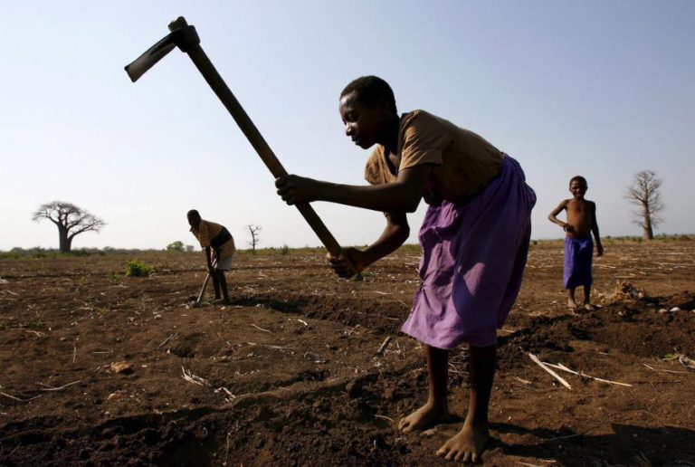 SETOR AGRÍCOLA DE MOÇAMBIQUE CRESCEU 5% NO PRIMEIRO SEMESTRE DESTE ANO