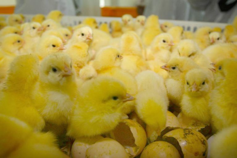 CALOR: 20% DE PINTOS E GALINHAS DE AVIÁRIOS MARROQUINOS MORRERAM