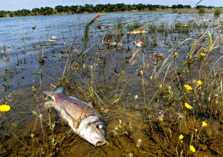 PARTICIPADO AO MP CRIME DE POLUIÇÃO POR INDÚSTRIA DE TOMATE NA RIBEIRA DA ASSECA