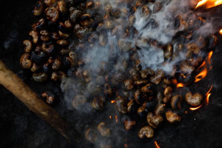 MÁ CAMPANHA DE CAJU AFETOU RECEITAS DA GUINÉ-BISSAU