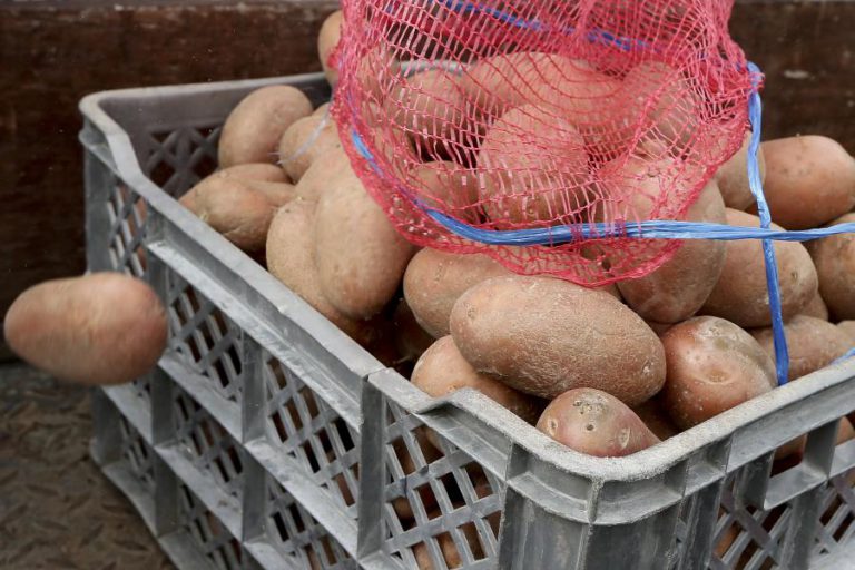 PRODUÇÃO MÉDIA DE BATATA CAI PARA 30 TONELADAS POR HECTARE NO 1.º SEMESTRE