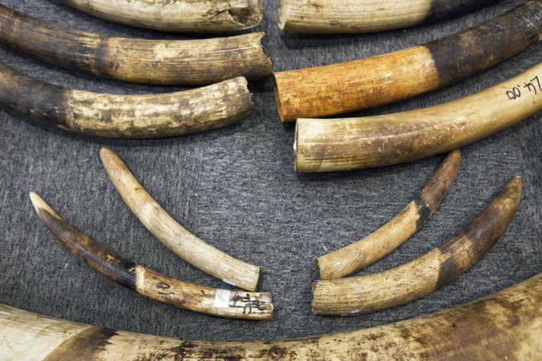 MARFIM DE MAMUTE SUBSTITUI O DE ELEFANTE AFRICANO NOS MERCADOS CHINESES