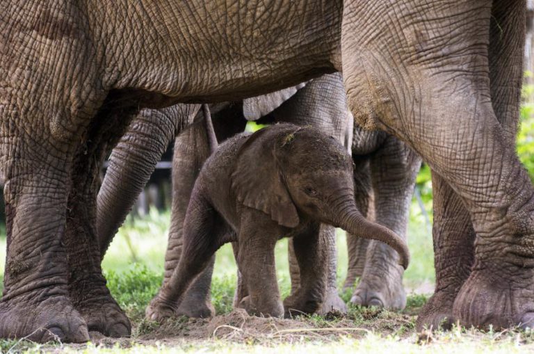 MAIOR RESERVA DE MOÇAMBIQUE PERDEU 16 MIL ELEFANTES EM SETE ANOS