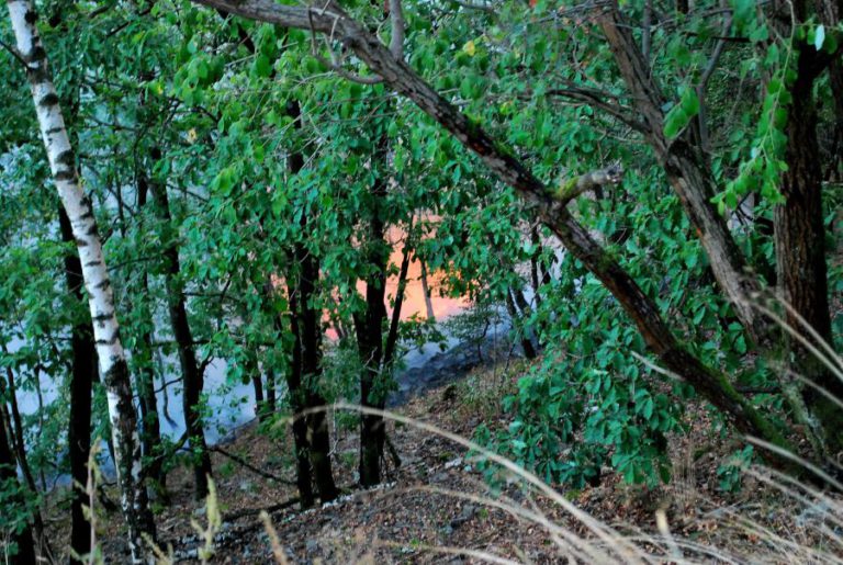 FLORESTA DIVERSIFICADA RESISTE MELHOR A FOGOS E SECAS – ESTUDO