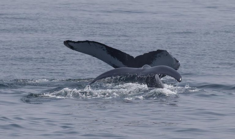SANTUÁRIO DE BALEIAS REJEITADO POR PAÍSES DA ÁFRICA OCIDENTAL E JAPÃO