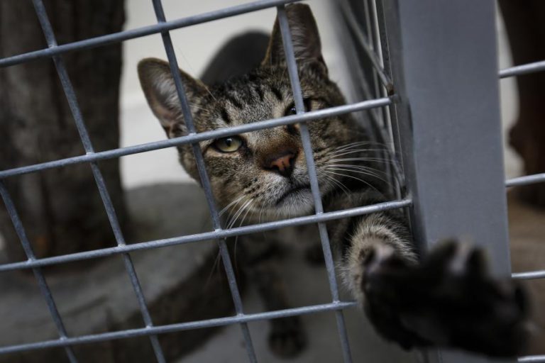 PROIBIÇÃO DE ABATE NOS CANIS PÕE EM CAUSA A SAÚDE PÚBLICA