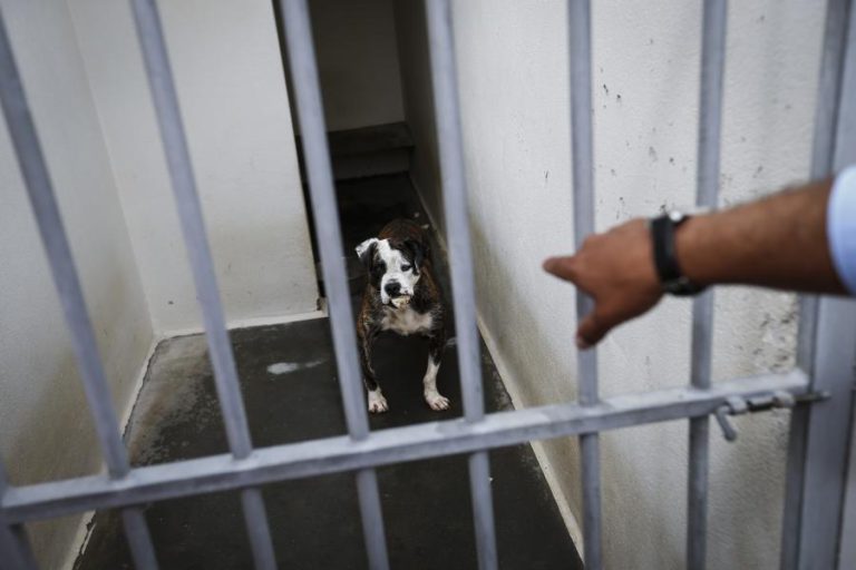 VERBAS PARA ADAPTAR CANIS À LEI QUE PROIBE ABATE DE ANIMAIS SÃO “RIDÍCULAS”