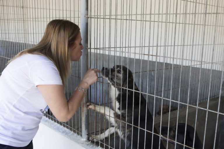 LEIRIA NÃO ABATE ANIMAIS POR SOBRELOTAÇÃO DESDE 2016