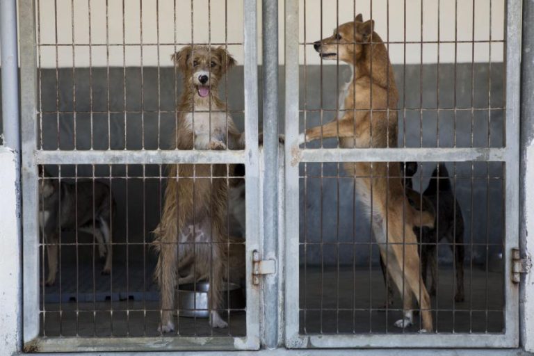 ENTRA HOJE EM VIGOR A LEI QUE PROÍBE O ABATE DE ANIMAIS NOS CANIS MUNICIPAIS