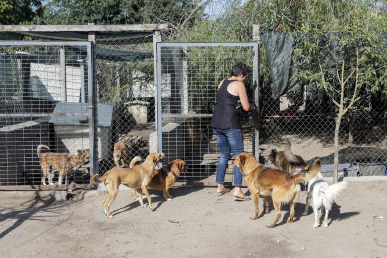 TOBIAS FOI O PRIMEIRO, AGORA CLARA TEM 88 CÃES QUE RECOLHEU DAS RUAS