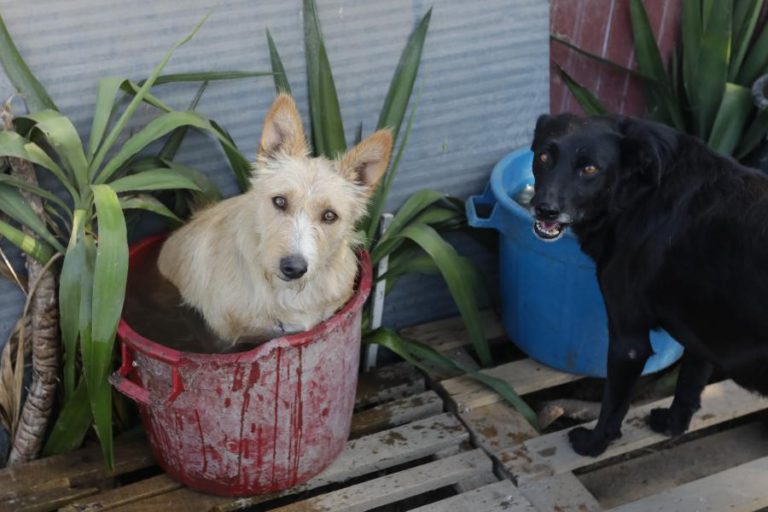 TOBIAS FOI O PRIMEIRO, AGORA CLARA TEM 88 CÃES QUE RECOLHEU DAS RUAS