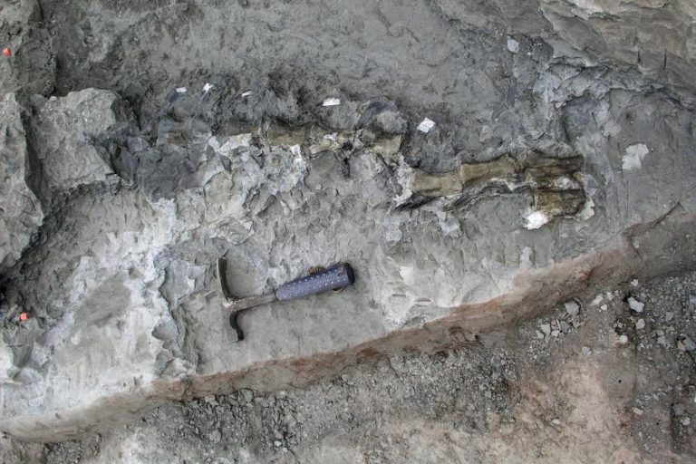 NOVA ESPÉCIE DE DINOSSAURO CARNÍVORO PODE SER SIDO DESCOBERTA EM TORRES VEDRAS