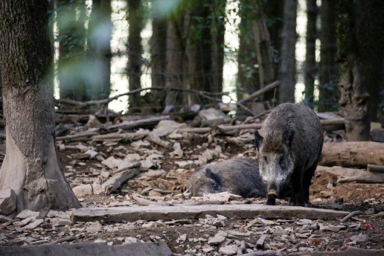 BÉLGICA VAI ABATER 4.000 PORCOS PARA EVITAR PESTE SUÍNA AFRICANA