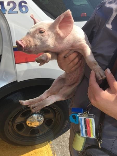 SOURCE: YAHOO NEWS CANADA