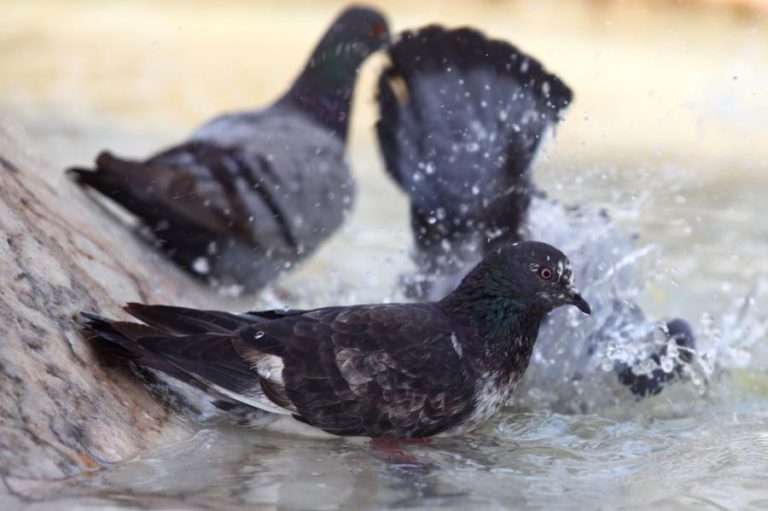 ACABA O TIRO AO POMBO E SACOS DE PLÁSTICO AUMENTAM PARA 12 CÊNTIMOS COM PRÓXIMO ORÇAMENTO