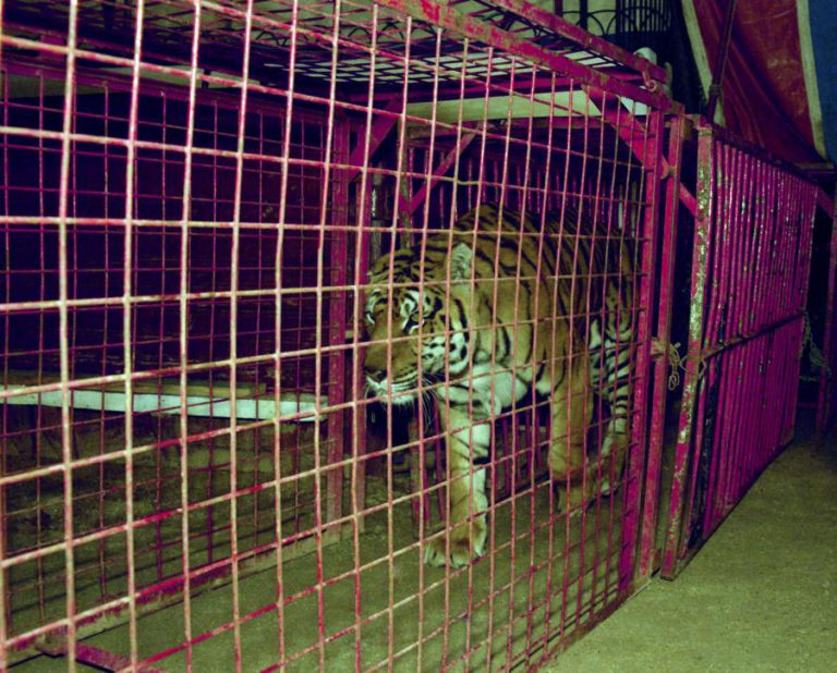 ASSEMBLEIA DA REPÚBLICA APROVA FIM DO USO DE ANIMAIS NO CIRCO