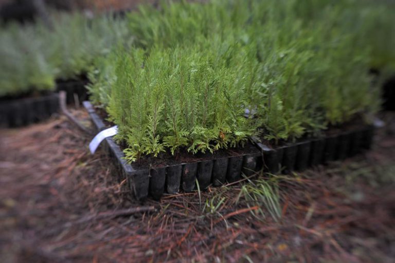 MARINHA GRANDE JÁ PLANTOU CERCA DE 40 MIL ÁRVORES NO PINHAL DE LEIRIA