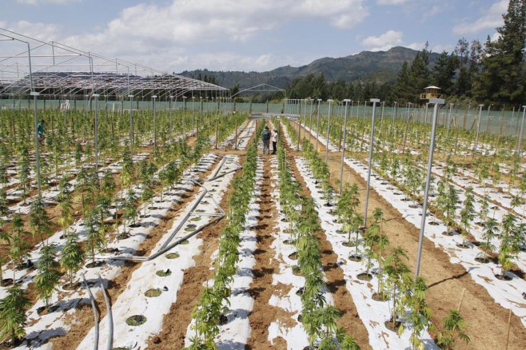 CANADÁ APROVA USO DE CANÁBIS PARA FINS RECREATIVOS