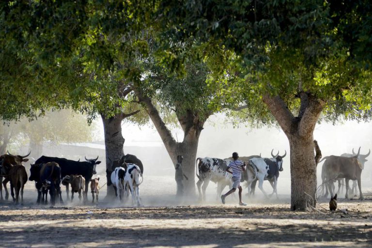 LADRÕES DE GADO BOVINO ENVOLVIDOS EM TIROTEIOS COM A POLÍCIA NO NORTE DA GUINÉ-BISSAU
