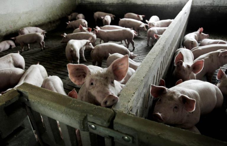 PORTUGAL QUER SER AUTOSSUFICIENTE EM CARNE DE PORCO ATÉ 2030