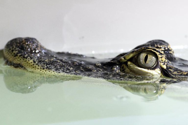 JACARÉS ATACARAM E MATARAM TRÊS PESSOAS ESTE ANO NA PROVÍNCIA ANGOLANA DO BENGO