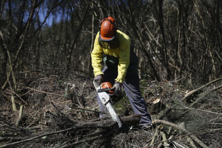 APENAS 18 MUNICÍPIOS PEDIRAM FINANCIAMENTO PARA LIMPEZA DA FLORESTA