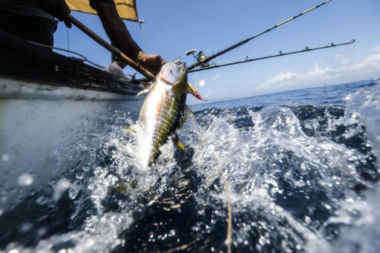 CADA QUILO DE ATUM PESCADO EM CABO VERDE CUSTA 16 CÊNTIMOS À UNIÃO EUROPEIA