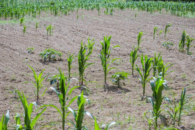 CINQUENTA POR CENTO DOS CAMPOS DE MILHO DO BAIXO MONDEGO COM COLHEITA EM RISCO