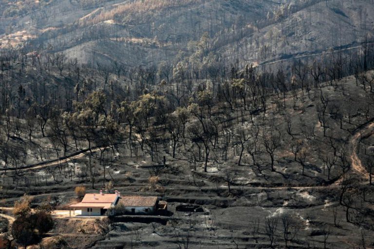 HASTAS PÚBLICAS DE MADEIRA ARDIDA JÁ RENDERAM 15,5 MILHÕES DE EUROS
