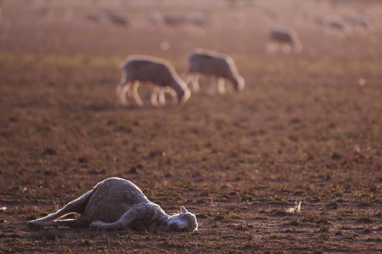 GOVERNO AUSTRALIANO CRIA FUNDO DE 3,4 MIL MILHÕES DE EUROS DE RESPOSTA A SECA