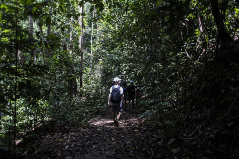 PAÍSES EUROPEUS NÃO DEVEM CONTAR DEMASIADO COM FLORESTAS PARA COMBATER AQUECIMENTO GLOBAL