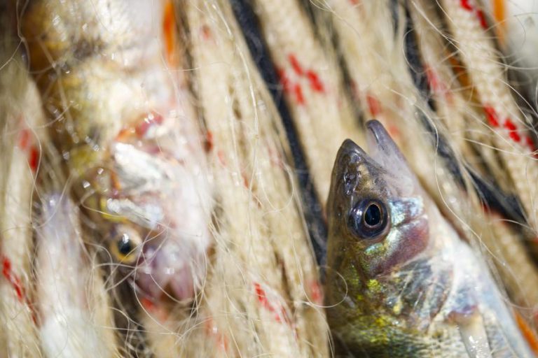 PORTUGAL IMPORTOU MAIS DE 300 MIL TONELADAS DE PEIXE ESTE ANO E EXPORTOU 153 MIL TONELADAS