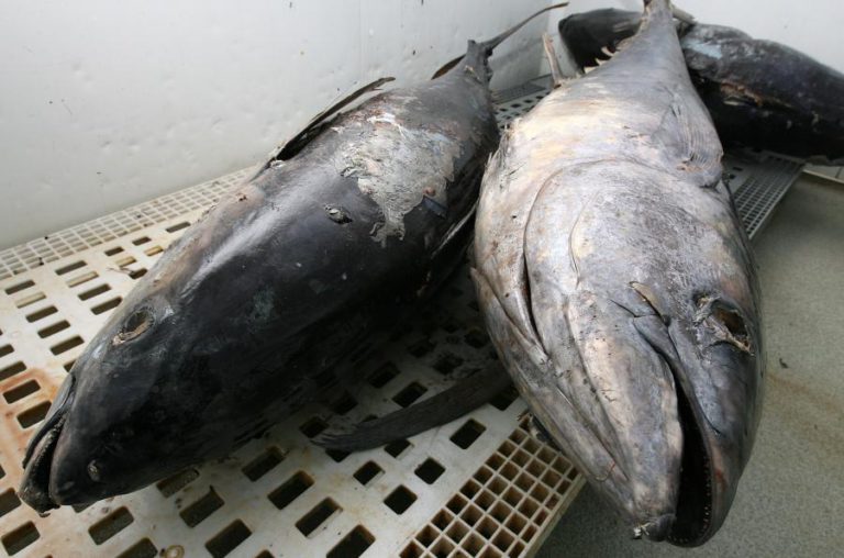 UE E CABO VERDE ACORDAM PESCA DE 8.000 TONELADAS DE ATUM POR 750 MIL EUROS ANUAIS