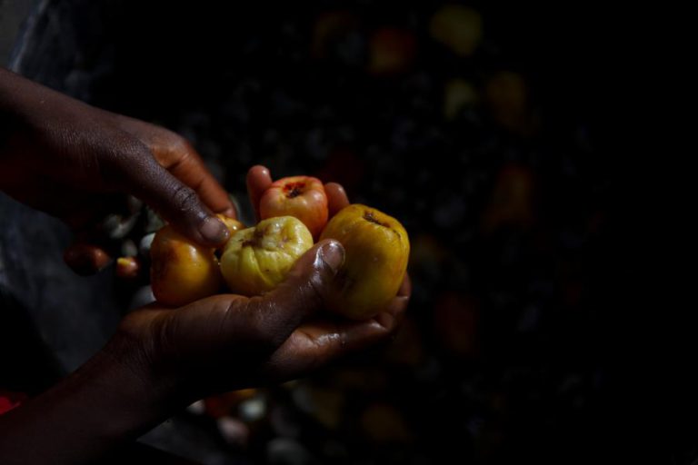 GUINÉ-BISSAU JÁ EXPORTOU 147.410 TONELADAS DE CASTANHA DE CAJU NA CAMPANHA DE 2018
