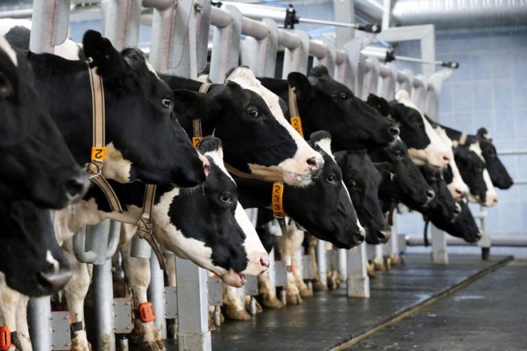 SUBIDA DO PREÇO DO LEITE PAGO AO PRODUTOR DEPENDE DA INTERNACIONALIZAÇÃO